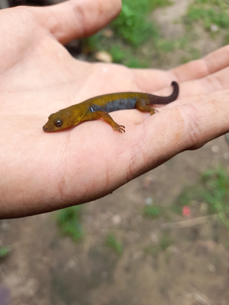 Gonatodes ligiae
