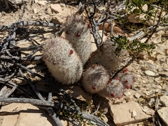 Mammillaria pottsii