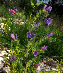 Echium judaeum