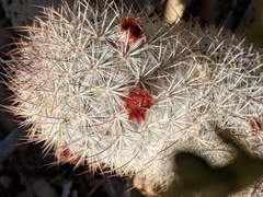 Mammillaria pottsii