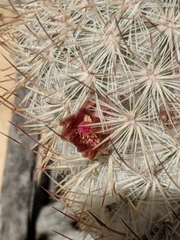 Mammillaria pottsii