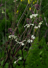 Silene dichotoma