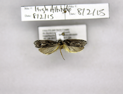 Ethmia discostrigella