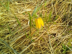 Fritillaria collina