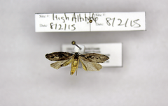 Ethmia discostrigella