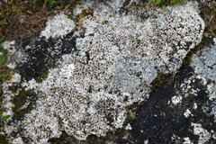 Lecanora epibryon