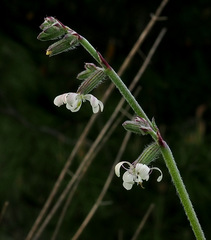 Silene dichotoma