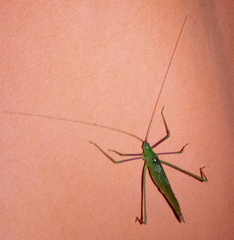 Acrometopa italica