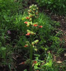 Scrophularia rubricaulis