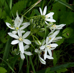 Ornithogalum narbonense