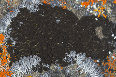 Placynthium asperellum