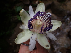 Passiflora riparia