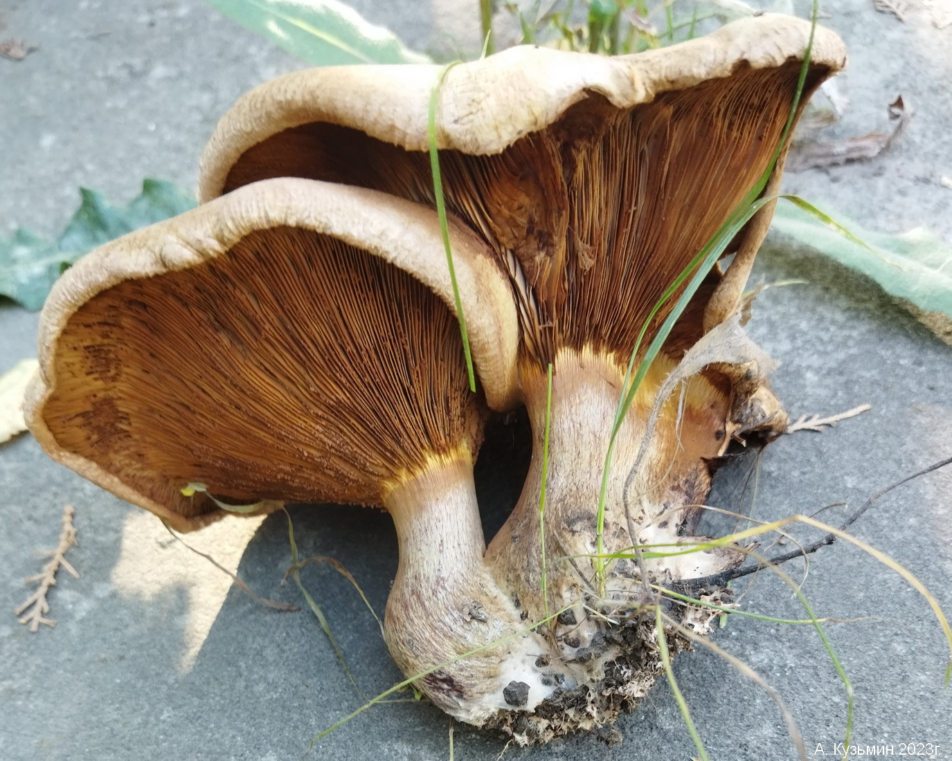 Свинушка Тонкая (Paxillus involutus)