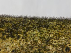 Strossmayeria basitricha