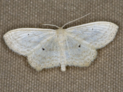 Scopula perlata