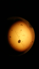 Pseudo-nitzschia seriata