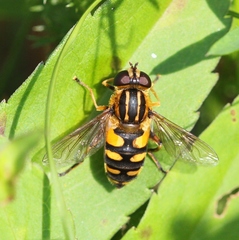 Helophilus obscurus