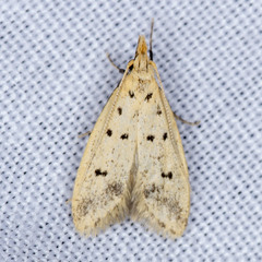 Atheropla decaspila