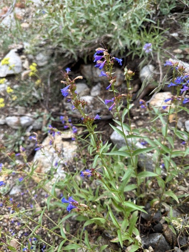 Image of Penstemon watsonii by (c) Matt Berger, some rights reserved (CC BY)