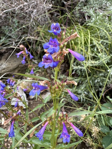 Penstemon watsonii, photograph 6