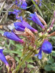 Penstemon watsonii, photograph (c) Matt Berger, some rights reserved (CC BY)