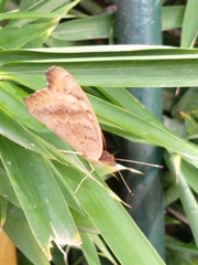 Junonia genoveva hilaris