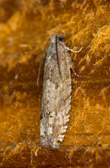 Pseudexentera