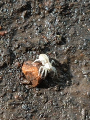 Arachosia praesignis