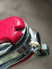 Arachosia praesignis