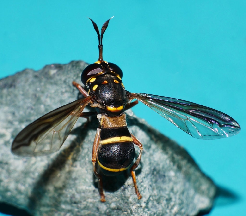 Ceriana saundersi