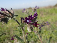 Anchusa hybrida
