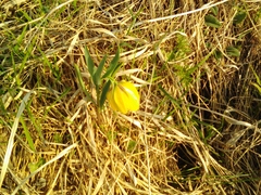 Fritillaria collina