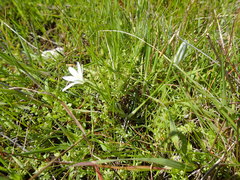 Ornithogalum pedicellare
