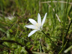 Ornithogalum pedicellare
