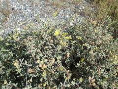 Helianthemum stipulatum