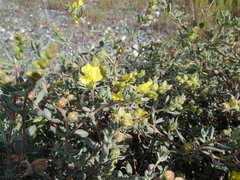 Helianthemum stipulatum