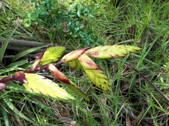 Tillandsia lajensis