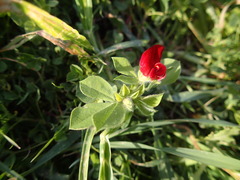 Lotus tetragonolobus