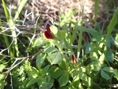 Lotus tetragonolobus