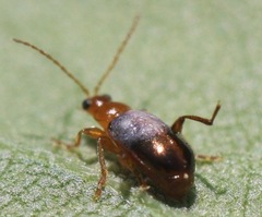 Luperaltica nigripalpis
