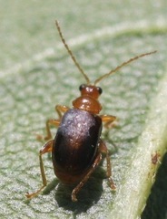 Luperaltica nigripalpis