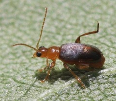 Luperaltica nigripalpis