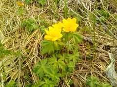 Trollius ranunculinus