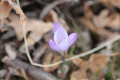 Crocus carpetanus