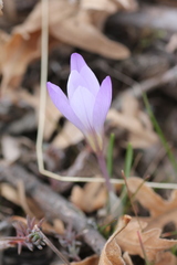 Crocus carpetanus