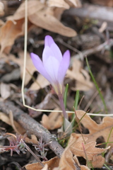 Crocus carpetanus