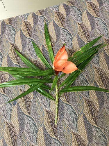 Freycinetia cumingiana observed 2019-03-04