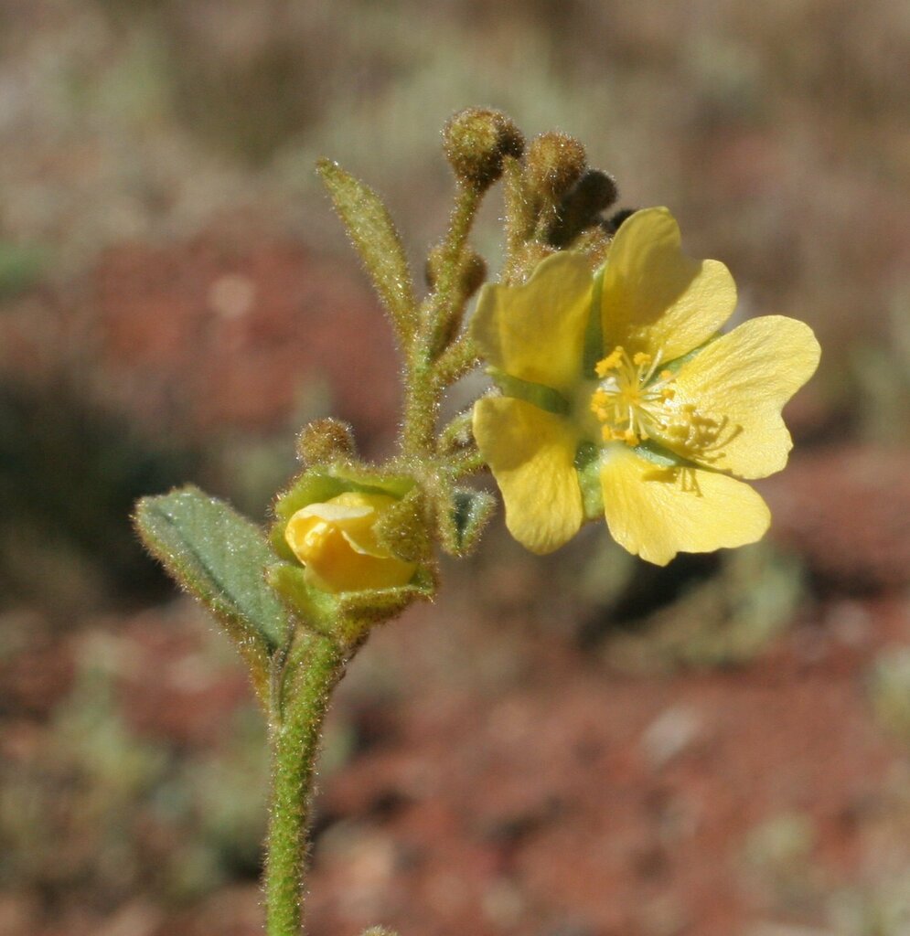 Sida phaeotricha
