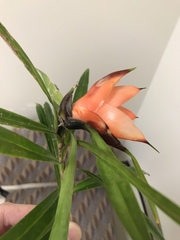 Freycinetia cumingiana