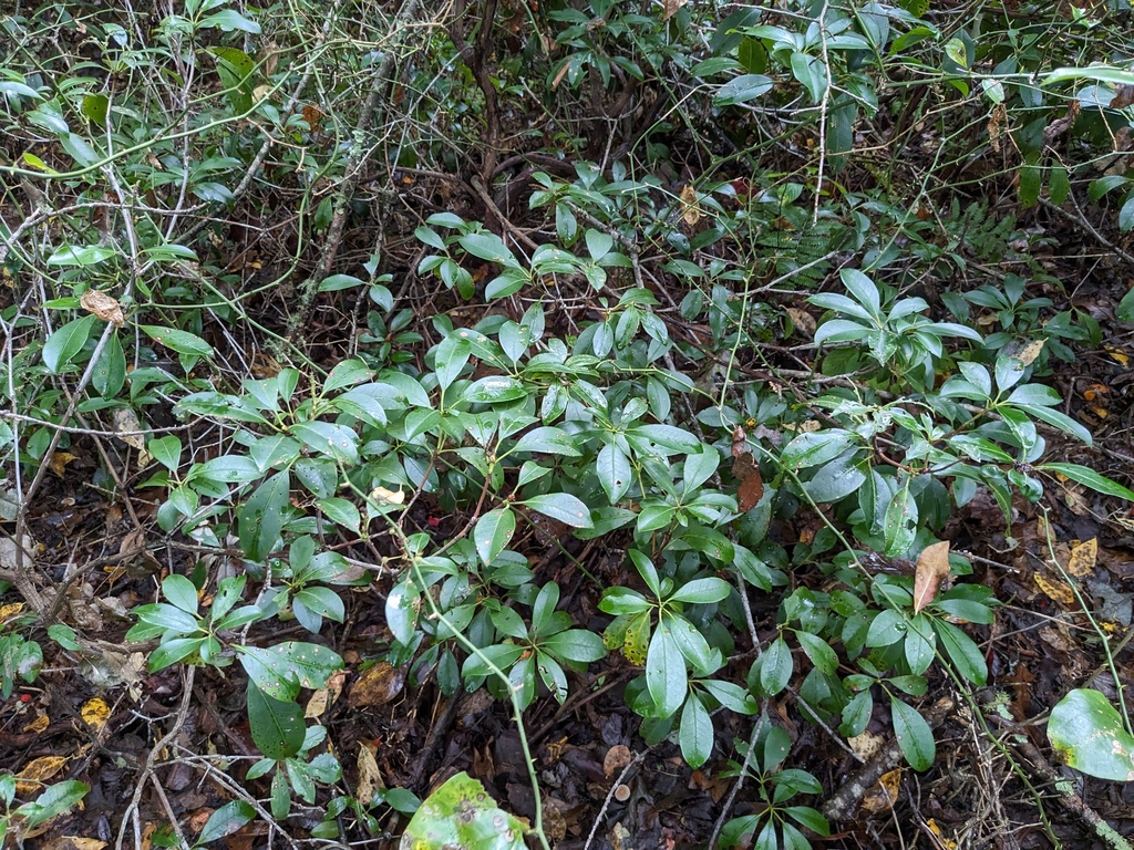 mountain laurel from Tuckertown Pk Dr, Wakefield, RI, US on September
